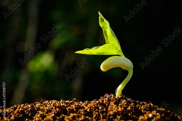Obraz Green sprout growing from seed