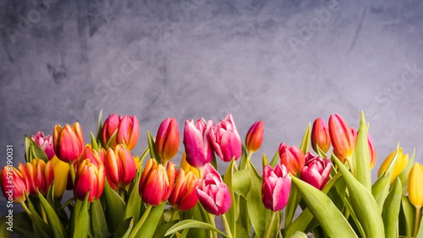 Fototapeta Tulips on a blue background with space.