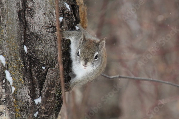 Fototapeta squirrel on a tree, William Hawrelak Park, Edmonton, Alberta