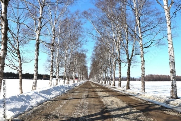 Obraz 雪景色と防風林/白樺