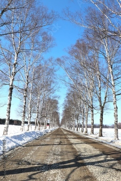 Obraz 雪景色と防風林/白樺