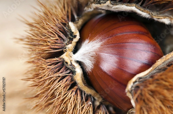Obraz castagna e riccio macro