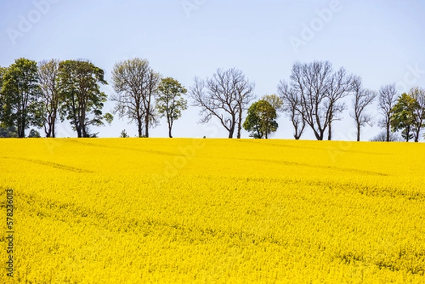 Obraz View at a flowering rapeseed field in the countryside