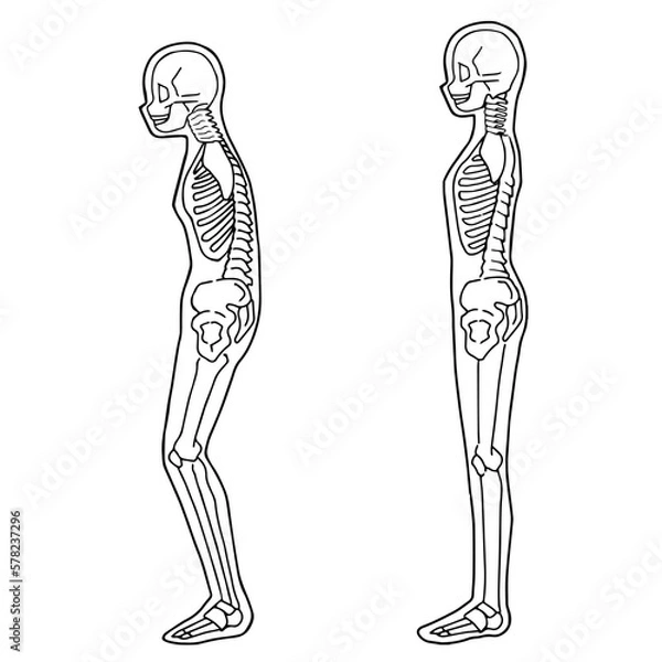 Obraz Human skeleton illustration Full body view from the side