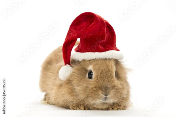 Fototapeta Kaninchen mit Weihnachtsmütze