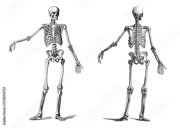 Obraz Vintage skeleton 01