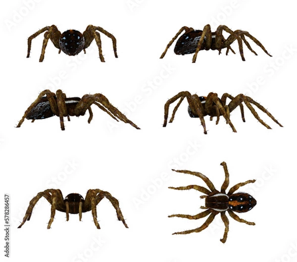 Obraz Fishing Spider isolated