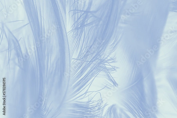 Fototapeta Beautiful white baby blue colors pastel tone feather pattern texture cool background