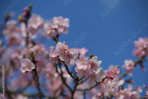 Obraz 桜の花のクローズアップ