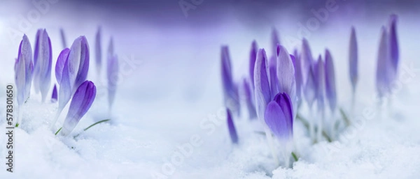 Obraz crocus in snow