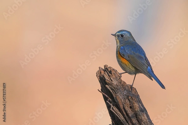 Fototapeta ルリビタキ