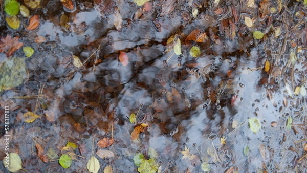 Fototapeta Maple water