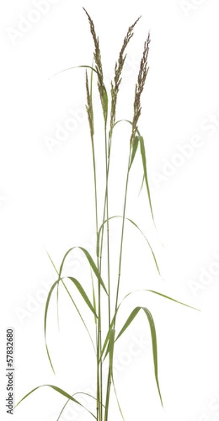 Obraz Festuca arundinacea