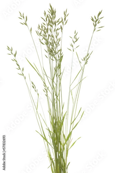 Obraz Bromus hordaceus