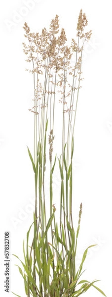 Obraz Holcus lanatus