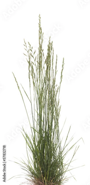 Obraz Festuca ovina