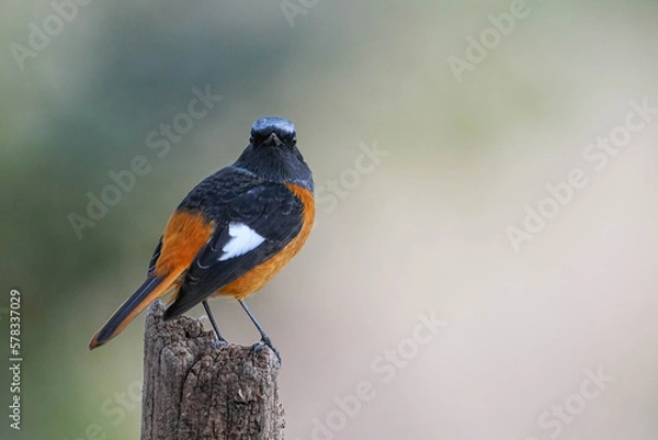 Obraz ジョウビタキ