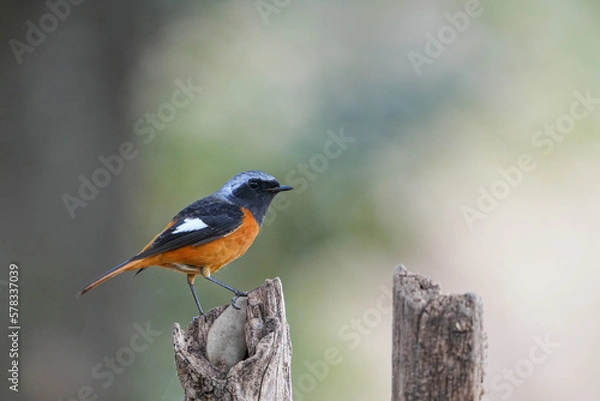 Obraz ジョウビタキ