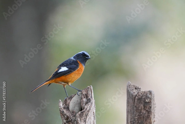 Obraz ジョウビタキ