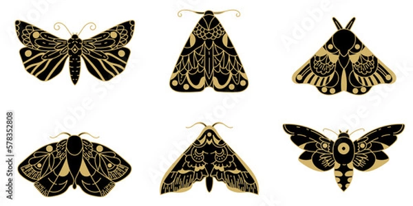Fototapeta Isolated object. Butterfly set. Line drawing. Tarot symbols. Mysticism, esotericism, nature, harmony. Simple beautiful butterflies.