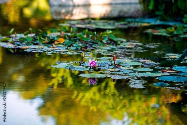Fototapeta Pink water lily on surface of pond. Lotus flower for text or decorative artwork, beautiful reflection. Plant symbolizes resurrection and Buddhists believe that the waterlily represents enlightenment.