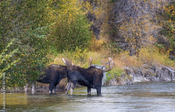 Fototapeta Pair of Bull Moose During the Rut in Wyoming in Autumn