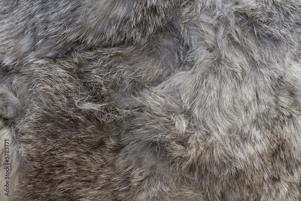 Obraz Gray rabbit fur as background or texture