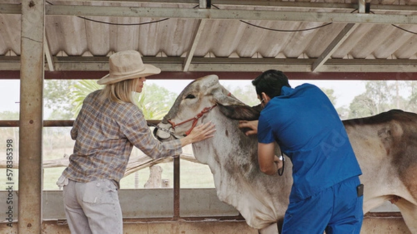 Fototapeta Brahman cattle being checked for health by a livestock doctor and rancher in a clean pen. cattle breeding farm