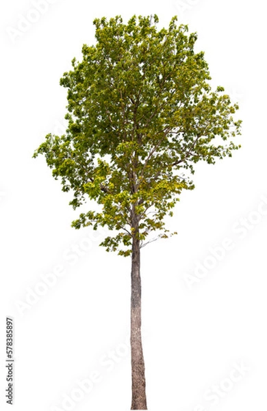 Obraz PNG tree with removed original background for easy to drag and drop in new project