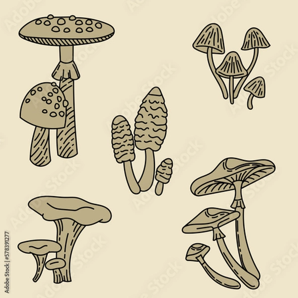 Fototapeta Set with mushrooms. Forest plants. Mushrooms linear sketch. Retro style. Isolated image, vector. Fly agaric, porcini mushroom, boletus, grebe, mushrooms.