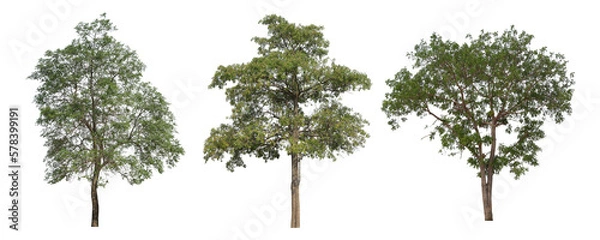 Fototapeta green trees isolated on white background