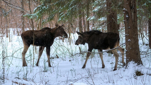 Fototapeta Portrait of elk calf and its mother standing opposite each other among the trees and having rest in winter forest in Elk Island National Park