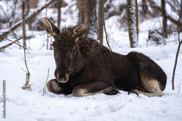 Fototapeta close up of cute elk calf lying in a snowdrift and having rest in winter forest 