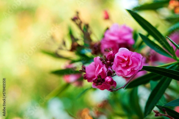 Fototapeta Pink flower of Oleander, Sweet Oleander, Rose Bay bloom or Nerium oleander in the garden. Floral Greeting card. Nature concept. Colorful spring flower background, space for text. Close-up.