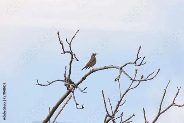 Fototapeta bird on a branch