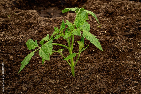 Fototapeta Small green sprout of tomato seedling in a greenhouse in spring