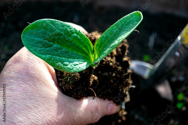 Fototapeta A small green sprout in a clod of brown earth in a hand against the background of a garden tool