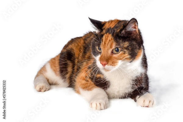 Obraz portrait of a cat, png file