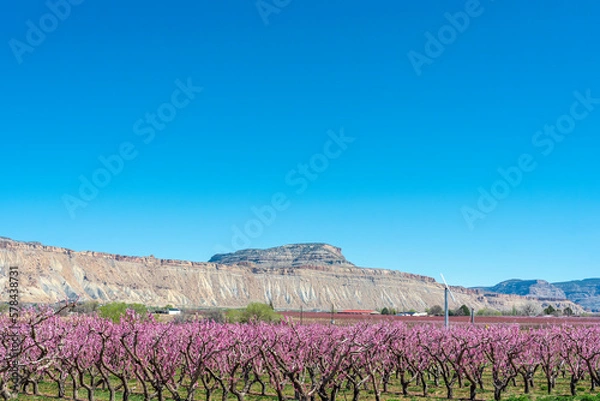 Fototapeta Blooming orchards in western Colorado's Fruit and Wine Country in April