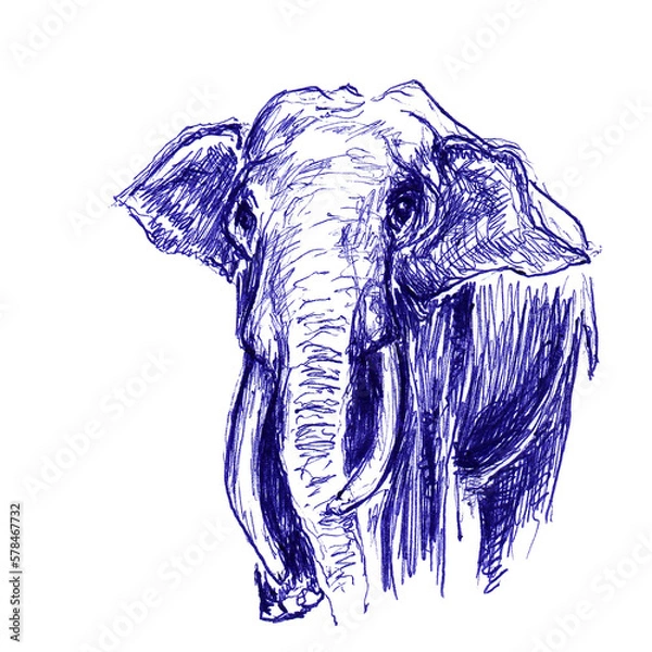 Fototapeta Elephant closeup. Hand drawn sketch with ballpoint pen on paper texture. Isolated on white. Bitmap