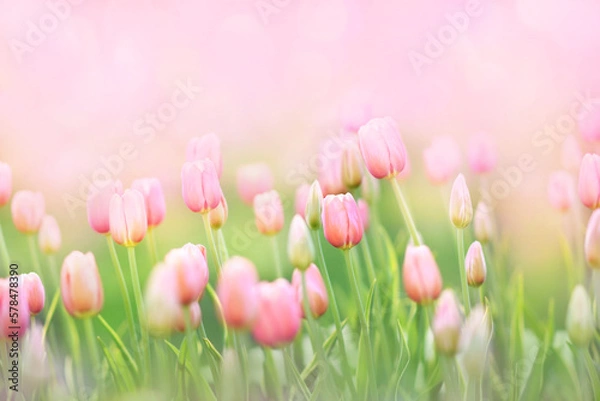 Fototapeta Spring blossoming tulips in garden, springtime bright flowers in the field, pastel and soft floral card, selective focus, shallow DOF, toned