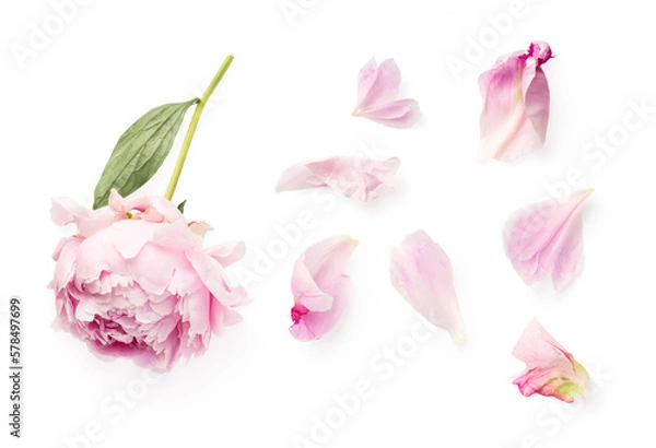 Fototapeta top view of a beautiful pink peony and loose petals isolated over a transparent background, romantic feminine spring design element