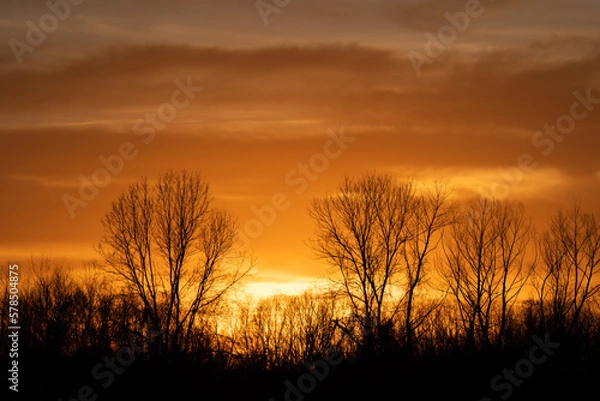 Fototapeta Bare, leafless trees on the horizon silhouetted by the fiery orange clouds and sky during the golden hour at sunset.