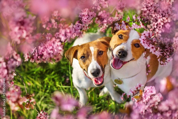Fototapeta Two Dog face in spring flowering tree