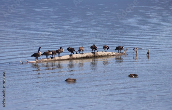 Fototapeta Canadian Geese resting on floating tree log