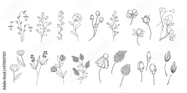 Obraz 植物のイラストのセット、野の花、野の葉、ボタニカル、ベクター