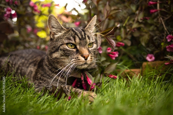 Fototapeta Pretty european tabby shorthair cat lies on grass near bush with red flowers and looks to the right. In the summery garden with a weigela plant