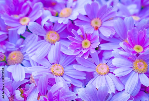 Obraz 静岡県　河津町　河津桜まつりの河津桜