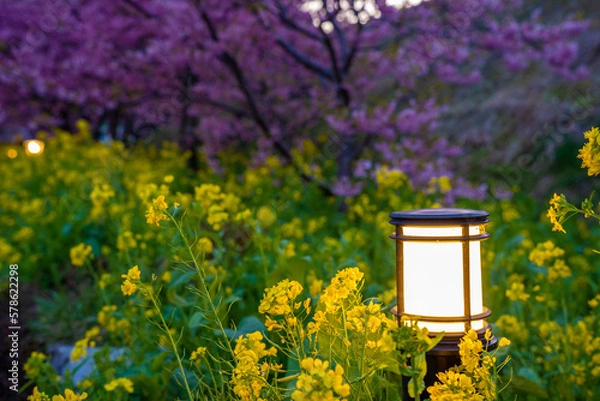 Obraz 静岡県　河津町　河津桜まつりの河津桜