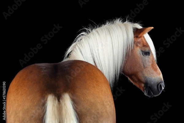 Obraz Pferd im Studio
